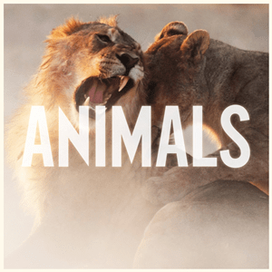 Animals lyrics